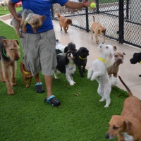 Fake Lawn Burlington, Michigan Indoor Dog Park, Dog Kennels