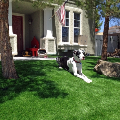 Artificial Grass Carpet Litchfield, Michigan Indoor Dog Park, Dogs Runs