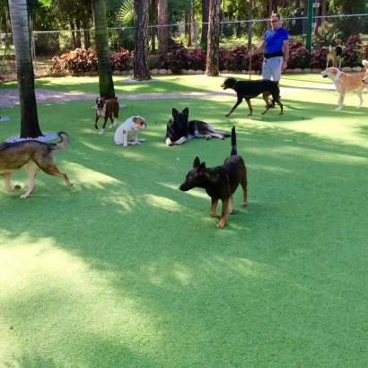 Artificial Grass Climax, Michigan Cat Grass, Dogs Park