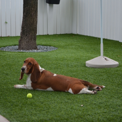 Outdoor Carpet Athens, Michigan Grass For Dogs, Dogs