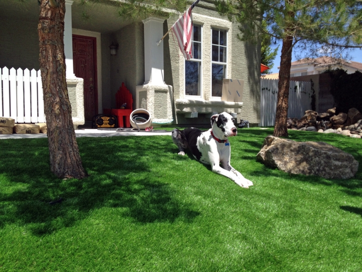 Artificial Grass Carpet Litchfield, Michigan Indoor Dog Park, Dogs Runs