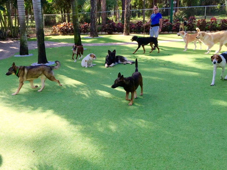 Artificial Grass Climax, Michigan Cat Grass, Dogs Park
