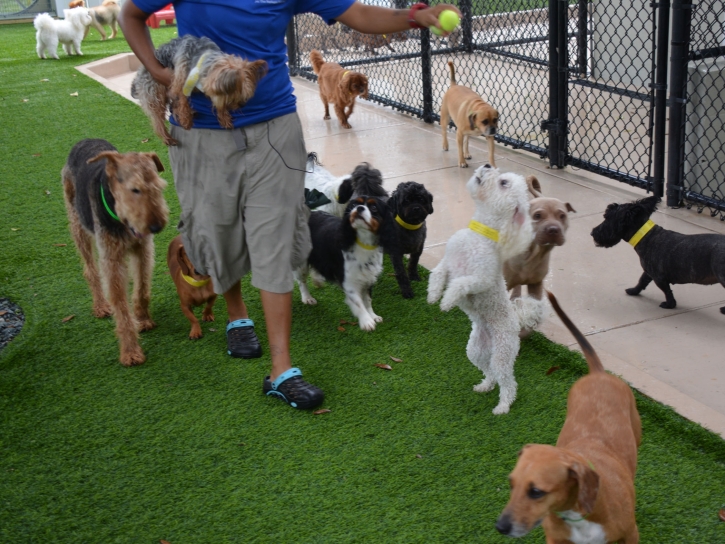 Fake Lawn Burlington, Michigan Indoor Dog Park, Dog Kennels