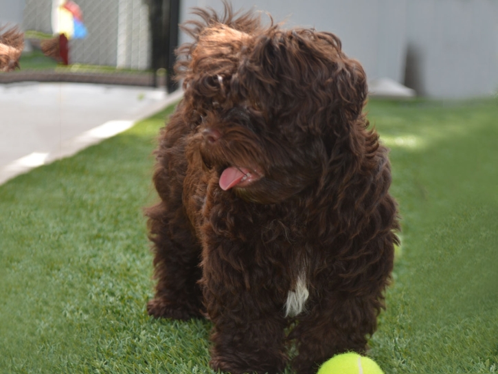 Fake Turf Breckenridge, Michigan Fake Grass For Dogs, Grass for Dogs