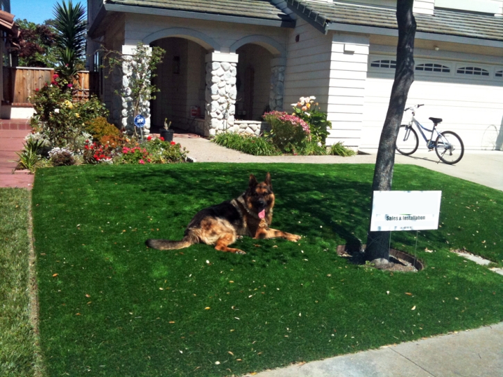 Fake Turf Sterling Heights, Michigan Roof Top, Dogs Runs