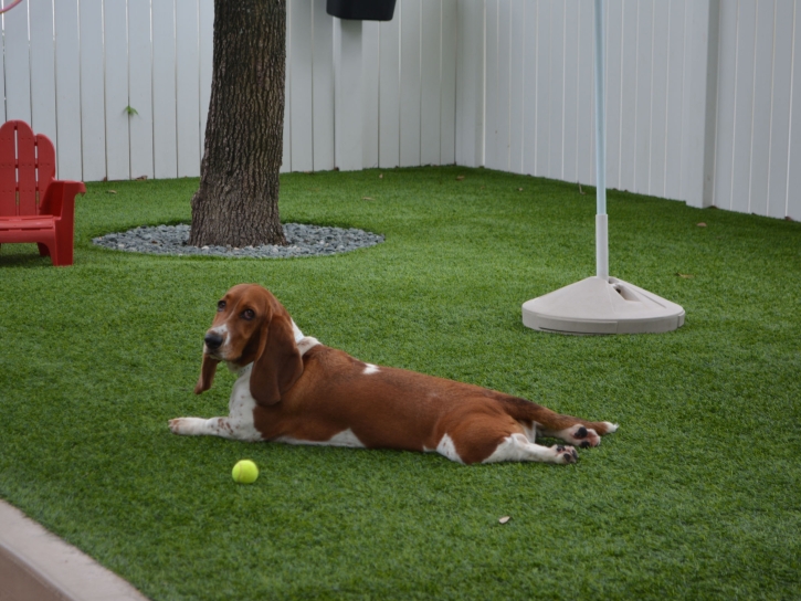 Outdoor Carpet Athens, Michigan Grass For Dogs, Dogs